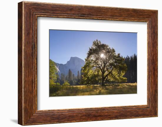 Half Dome and Elm Tree in Cooks Meadow, Yosemite Valley, California, USA. Autumn (October)-Adam Burton-Framed Photographic Print