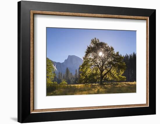 Half Dome and Elm Tree in Cooks Meadow, Yosemite Valley, California, USA. Autumn (October)-Adam Burton-Framed Photographic Print