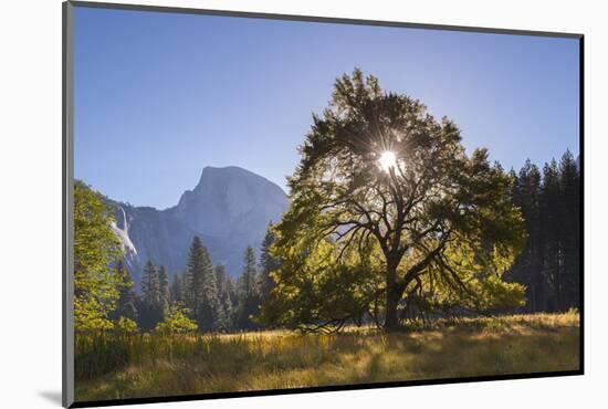 Half Dome and Elm Tree in Cooks Meadow, Yosemite Valley, California, USA. Autumn (October)-Adam Burton-Mounted Photographic Print