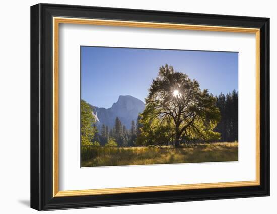 Half Dome and Elm Tree in Cooks Meadow, Yosemite Valley, California, USA. Autumn (October)-Adam Burton-Framed Photographic Print