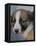 Half / Mixed Breed Puppy-Adriano Bacchella-Framed Premier Image Canvas