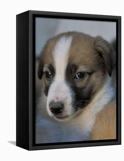 Half / Mixed Breed Puppy-Adriano Bacchella-Framed Premier Image Canvas