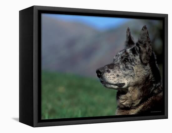 Half / Mixed Breed-Adriano Bacchella-Framed Premier Image Canvas