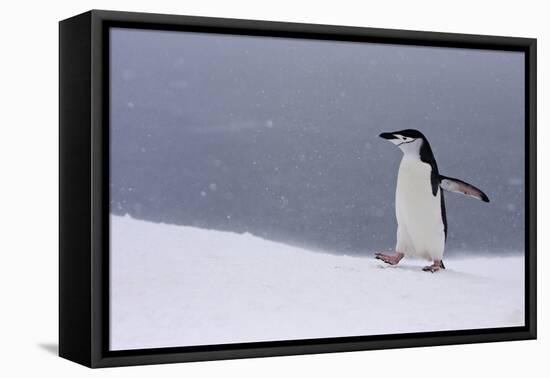 Half Moon Island, Antarctica. Chinstrap Penguin Walks in a Snowstorm-Janet Muir-Framed Premier Image Canvas