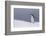 Half Moon Island, Antarctica. Chinstrap Penguin Walks in a Snowstorm-Janet Muir-Framed Photographic Print