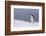 Half Moon Island, Antarctica. Chinstrap Penguin Walks in a Snowstorm-Janet Muir-Framed Photographic Print