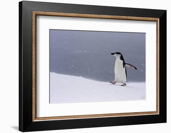 Half Moon Island, Antarctica. Chinstrap Penguin Walks in a Snowstorm-Janet Muir-Framed Photographic Print