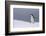 Half Moon Island, Antarctica. Chinstrap Penguin Walks in a Snowstorm-Janet Muir-Framed Photographic Print