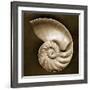 Half Nautilus-John Kuss-Framed Photographic Print