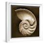 Half Nautilus-John Kuss-Framed Photographic Print