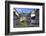 Half-timbered Houses in Monreal on River Elz, Eifel, Rhineland-Palatinate, Germany, Europe-Hans-Peter Merten-Framed Photographic Print