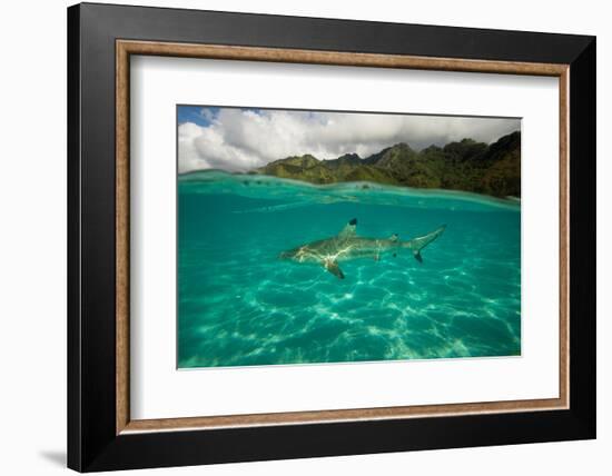 Half Water Half Land, Shark in the Pacific Ocean, Moorea, Tahiti, French Polynesia-null-Framed Photographic Print