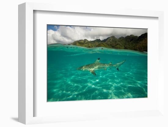 Half Water Half Land, Shark in the Pacific Ocean, Moorea, Tahiti, French Polynesia-null-Framed Photographic Print