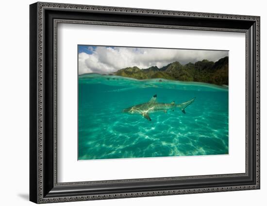 Half Water Half Land, Shark in the Pacific Ocean, Moorea, Tahiti, French Polynesia-null-Framed Photographic Print