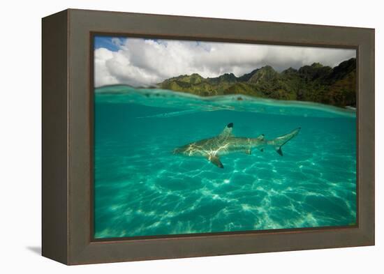 Half Water Half Land, Shark in the Pacific Ocean, Moorea, Tahiti, French Polynesia-null-Framed Premier Image Canvas