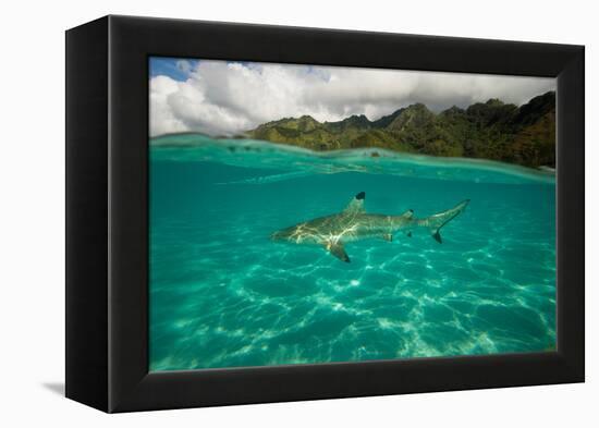 Half Water Half Land, Shark in the Pacific Ocean, Moorea, Tahiti, French Polynesia-null-Framed Premier Image Canvas