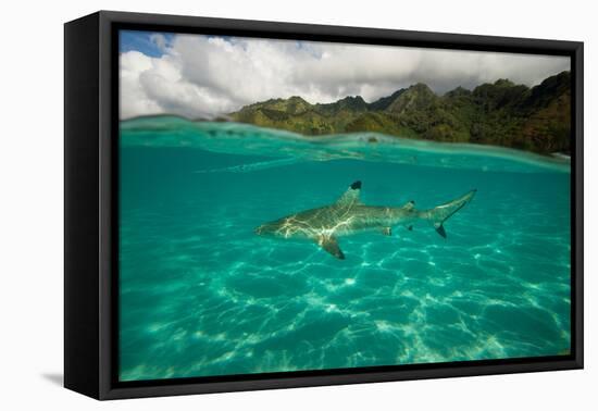 Half Water Half Land, Shark in the Pacific Ocean, Moorea, Tahiti, French Polynesia-null-Framed Premier Image Canvas