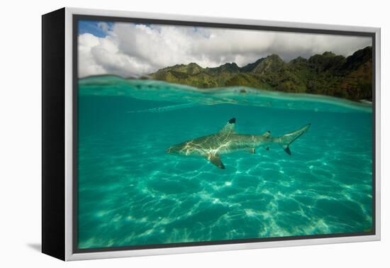 Half Water Half Land, Shark in the Pacific Ocean, Moorea, Tahiti, French Polynesia-null-Framed Premier Image Canvas