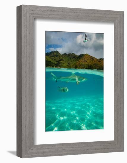 Half Water Half Land, Sharks and Fish Swimming in the Pacific Ocean-null-Framed Photographic Print