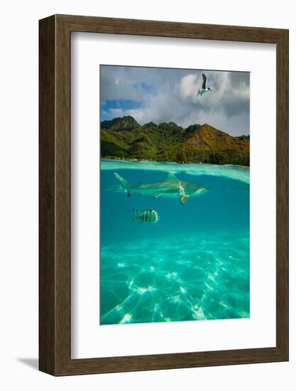 Half Water Half Land, Sharks and Fish Swimming in the Pacific Ocean-null-Framed Photographic Print