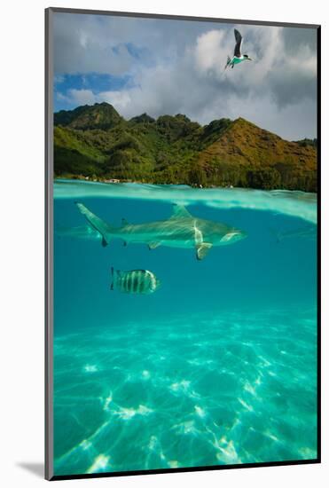 Half Water Half Land, Sharks and Fish Swimming in the Pacific Ocean-null-Mounted Photographic Print