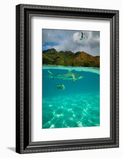 Half Water Half Land, Sharks and Fish Swimming in the Pacific Ocean-null-Framed Photographic Print