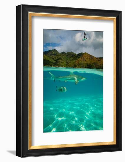 Half Water Half Land, Sharks and Fish Swimming in the Pacific Ocean-null-Framed Photographic Print