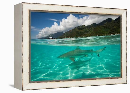 Half Water Half Land, Sharks in the Pacific Ocean, Moorea, Tahiti, French Polynesia-null-Framed Premier Image Canvas