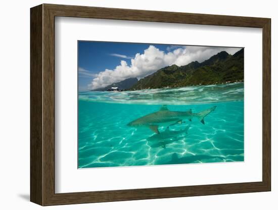 Half Water Half Land, Sharks in the Pacific Ocean, Moorea, Tahiti, French Polynesia-null-Framed Photographic Print