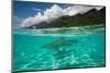 Half Water Half Land, Sharks in the Pacific Ocean, Moorea, Tahiti, French Polynesia-null-Mounted Photographic Print
