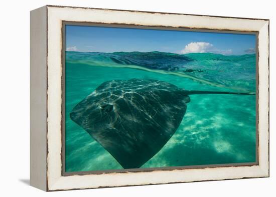 Half Water Half Land, Stingray in the Pacific Ocean, Moorea, Tahiti, French Polynesia-null-Framed Premier Image Canvas