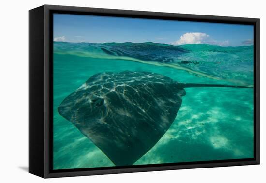 Half Water Half Land, Stingray in the Pacific Ocean, Moorea, Tahiti, French Polynesia-null-Framed Premier Image Canvas