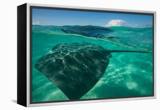 Half Water Half Land, Stingray in the Pacific Ocean, Moorea, Tahiti, French Polynesia-null-Framed Premier Image Canvas