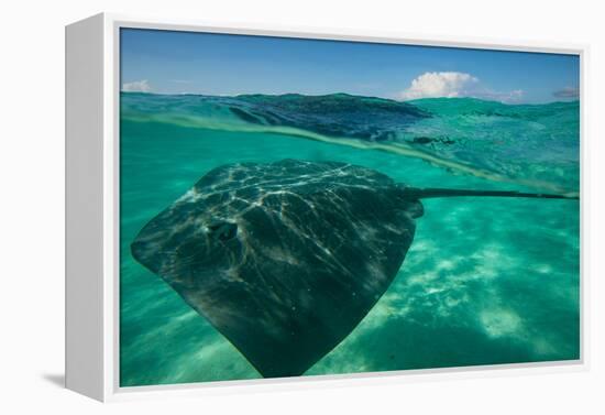Half Water Half Land, Stingray in the Pacific Ocean, Moorea, Tahiti, French Polynesia-null-Framed Premier Image Canvas