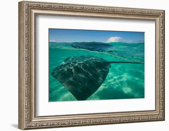 Half Water Half Land, Stingray in the Pacific Ocean, Moorea, Tahiti, French Polynesia-null-Framed Photographic Print