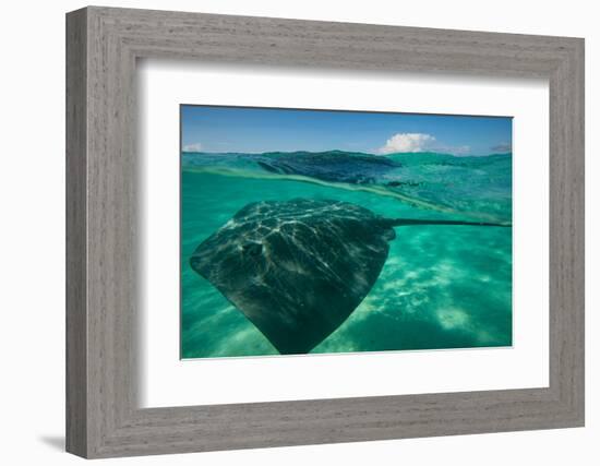 Half Water Half Land, Stingray in the Pacific Ocean, Moorea, Tahiti, French Polynesia-null-Framed Photographic Print