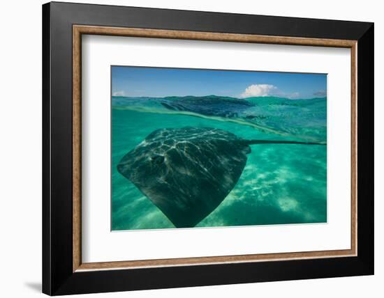 Half Water Half Land, Stingray in the Pacific Ocean, Moorea, Tahiti, French Polynesia-null-Framed Photographic Print