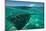 Half Water Half Land, Stingray in the Pacific Ocean, Moorea, Tahiti, French Polynesia-null-Mounted Photographic Print