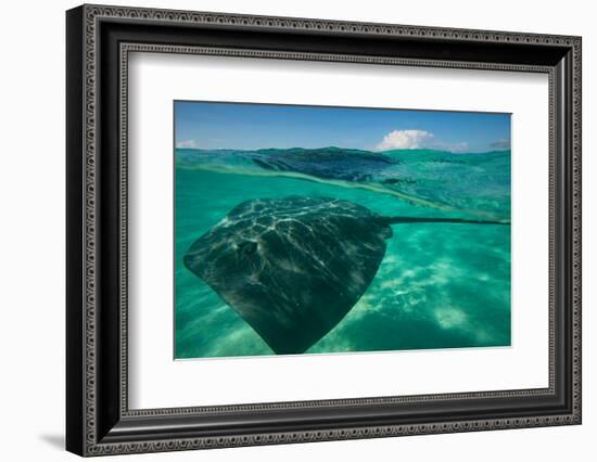 Half Water Half Land, Stingray in the Pacific Ocean, Moorea, Tahiti, French Polynesia-null-Framed Photographic Print