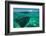 Half Water Half Land, Stingray in the Pacific Ocean, Moorea, Tahiti, French Polynesia-null-Framed Photographic Print