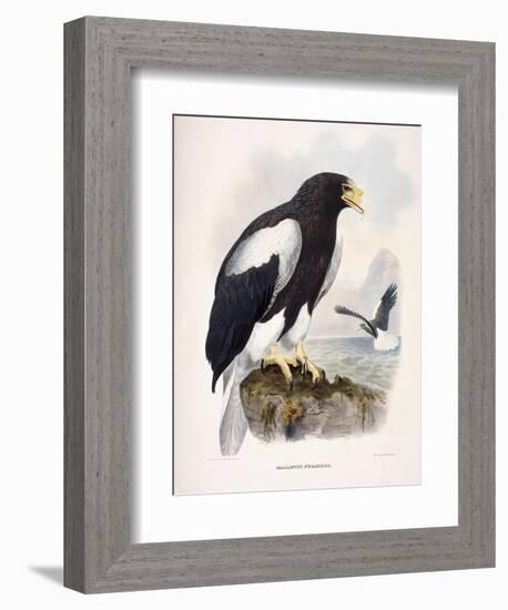 Haliaetus Pelagicus-Daniel Girard Elliot-Framed Giclee Print