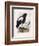 Haliaetus Pelagicus-Daniel Girard Elliot-Framed Giclee Print