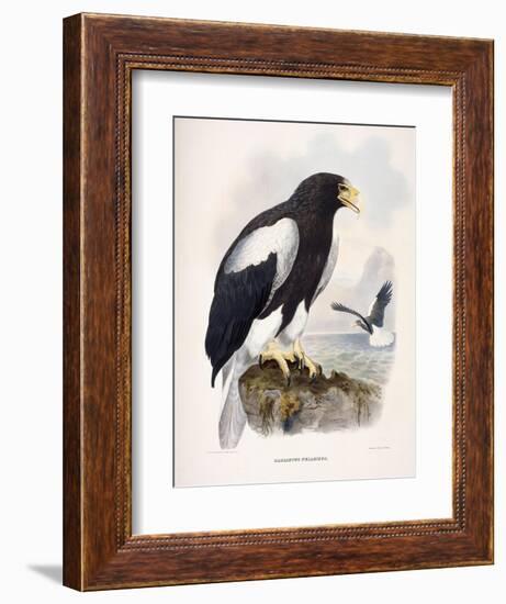 Haliaetus Pelagicus-Daniel Girard Elliot-Framed Giclee Print