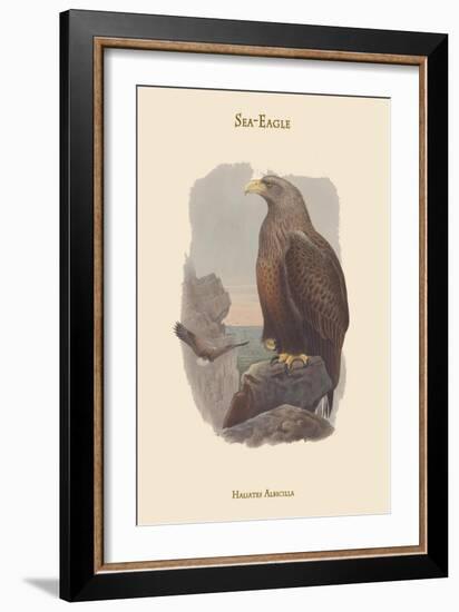 Haliates Albicilla - Sea-Eagle-John Gould-Framed Art Print