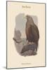 Haliates Albicilla - Sea-Eagle-John Gould-Mounted Art Print