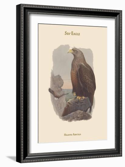 Haliates Albicilla - Sea-Eagle-John Gould-Framed Art Print