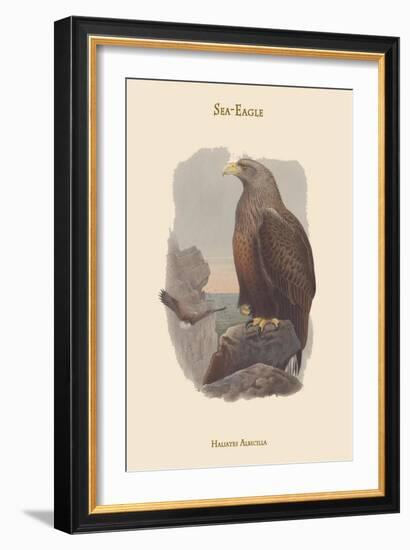 Haliates Albicilla - Sea-Eagle-John Gould-Framed Art Print