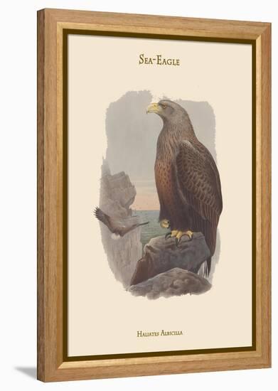 Haliates Albicilla - Sea-Eagle-John Gould-Framed Stretched Canvas