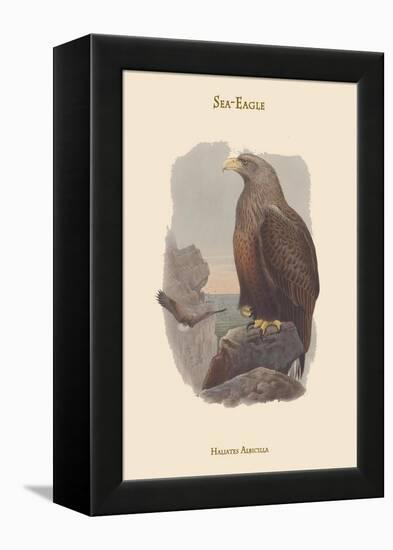 Haliates Albicilla - Sea-Eagle-John Gould-Framed Stretched Canvas