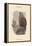 Haliates Albicilla - Sea-Eagle-John Gould-Framed Stretched Canvas